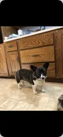 Expecting-DM Free, a  Pembroke Welsh Corgi for sale in Nokomis, IL – 1 of 2