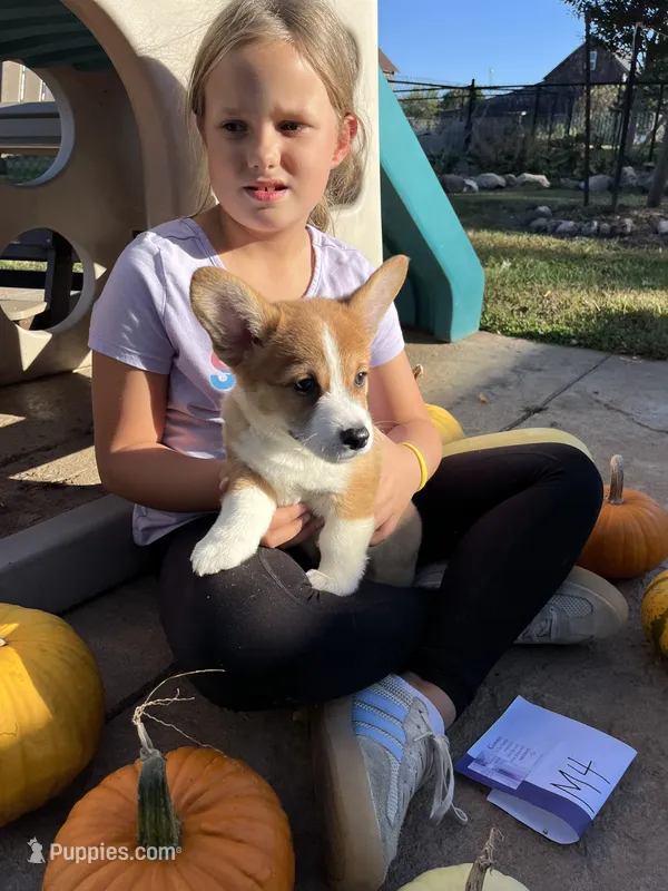 M4- DM free – Pembroke Welsh Corgi puppy for sale in Nokomis, IL