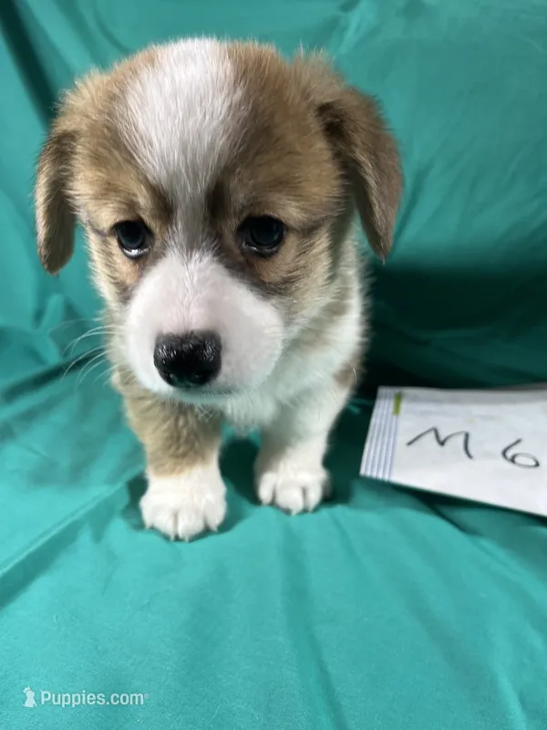 M6- DM Free – Pembroke Welsh Corgi puppy on hold in Nokomis, IL
