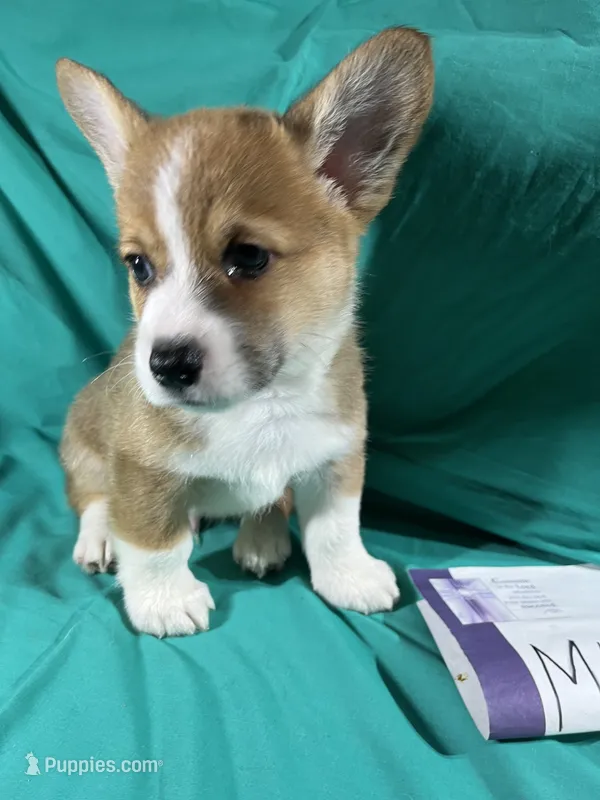 M4- DM free – Pembroke Welsh Corgi puppy for sale in Nokomis, IL