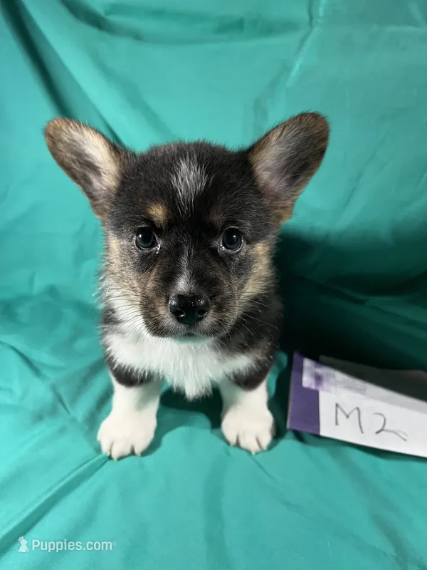 M2- DM Free brindle points – Pembroke Welsh Corgi puppy on hold in Nokomis, IL