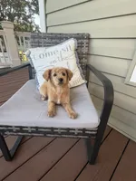 Pink Girl , a female Goldendoodle for sale in Goldsboro, NC – 2 of 3
