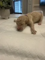 Purple Female , a female Goldendoodle for sale in Goldsboro, NC – 2 of 2