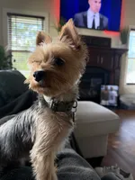 Mickey , a male Yorkshire Terrier for sale in Goldsboro, NC – 6 of 6