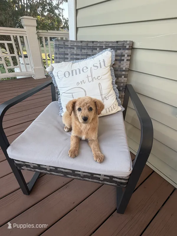 Pink Girl  – Goldendoodle puppy for sale in Goldsboro, NC