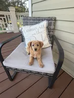 Pink Girl , a female Goldendoodle for sale in Goldsboro, NC – 1 of 3