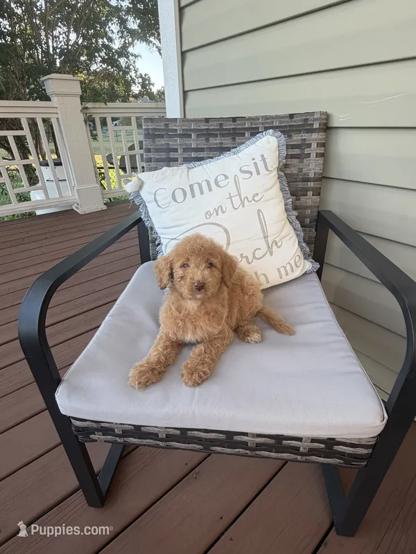 Purple Female  – Goldendoodle puppy for sale in Goldsboro, NC