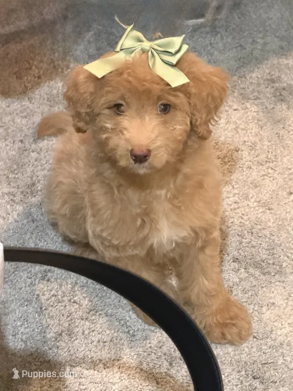 Purple Female  – Goldendoodle puppy for sale in Goldsboro, NC