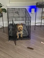 Mickey , a male Yorkshire Terrier for sale in Goldsboro, NC – 3 of 6