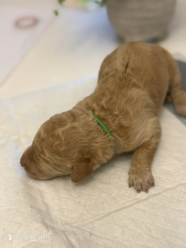 Green Male  – Goldendoodle puppy for sale in Goldsboro, NC