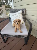 Pink Girl , a female Goldendoodle for sale in Goldsboro, NC – 3 of 3