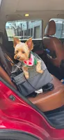 Mickey , a male Yorkshire Terrier for sale in Goldsboro, NC – 4 of 6