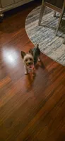 Mickey , a male Yorkshire Terrier for sale in Goldsboro, NC – 2 of 6
