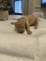 Purple Female , a female Goldendoodle for sale in Goldsboro, NC – 1 of 2