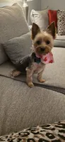 Mickey , a male Yorkshire Terrier for sale in Goldsboro, NC – 5 of 6