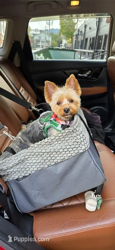 Mickey  – Yorkshire Terrier puppy for sale in Goldsboro, NC