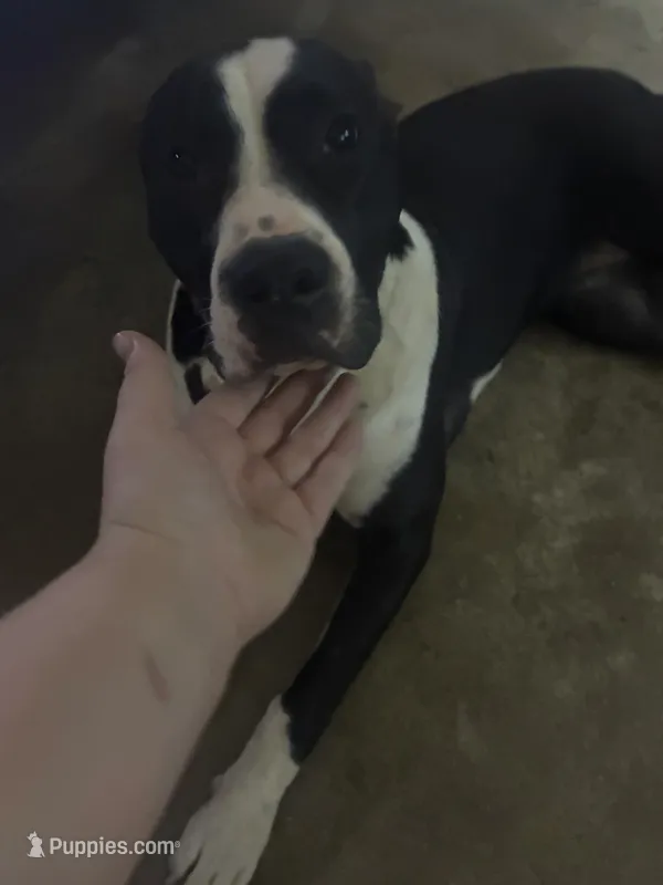 Serenity  – American Pit Bull Terrier puppy for sale in Gastonia, NC