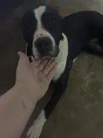 Serenity , a female American Pit Bull Terrier for sale in Gastonia, NC – 1 of 5