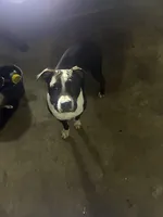 Serenity , a female American Pit Bull Terrier for sale in Gastonia, NC – 2 of 5