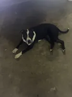Serenity , a female American Pit Bull Terrier for sale in Gastonia, NC – 3 of 5