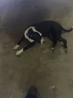 Serenity , a female American Pit Bull Terrier for sale in Gastonia, NC – 5 of 5