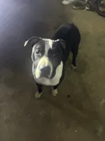 Serenity , a female American Pit Bull Terrier for sale in Gastonia, NC – 4 of 5