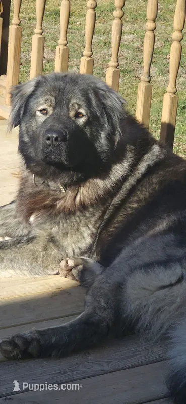 Caucasian shepherd 1 year and half old – Caucasian Ovcharka puppy for sale in Smithville, TN