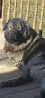 Caucasian shepherd 1 year and half old, a male Caucasian Ovcharka for sale in Smithville, TN – 1 of 2