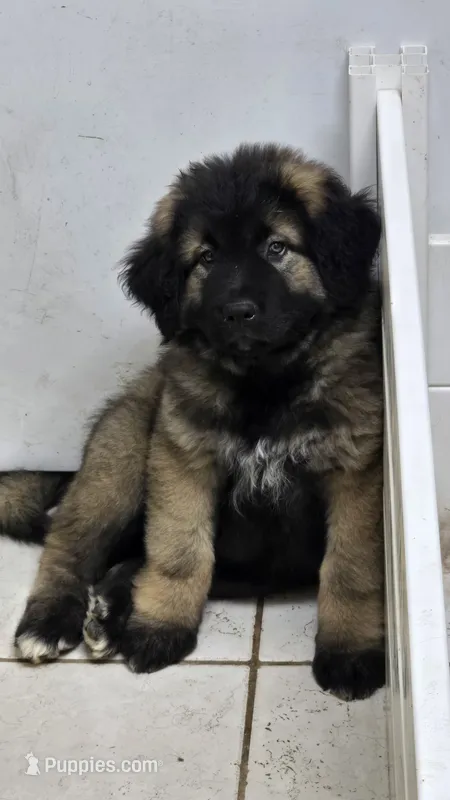 Caucasian shepherd puppy – Caucasian Ovcharka puppy for sale in Smithville, TN