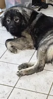 Caucasian shepherd 1 year and half old, a male Caucasian Ovcharka for sale in Smithville, TN – 2 of 2
