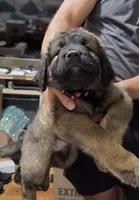 Caucasian shepherd puppy, a male Caucasian Ovcharka for sale in Smithville, TN – 2 of 2