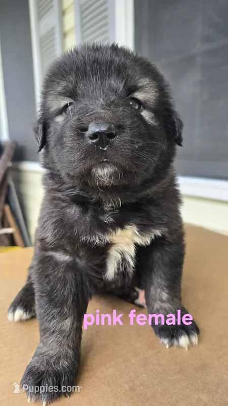 Caucasian shepherd pink female – Caucasian Ovcharka puppy for sale in Smithville, TN