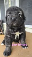 Caucasian shepherd pink female, a male Caucasian Ovcharka for sale in Smithville, TN – 1 of 1