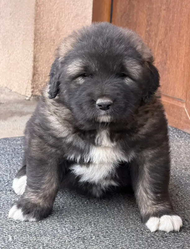 Caucasian shepherd puppy  – Caucasian Ovcharka puppy for sale in Smithville, TN