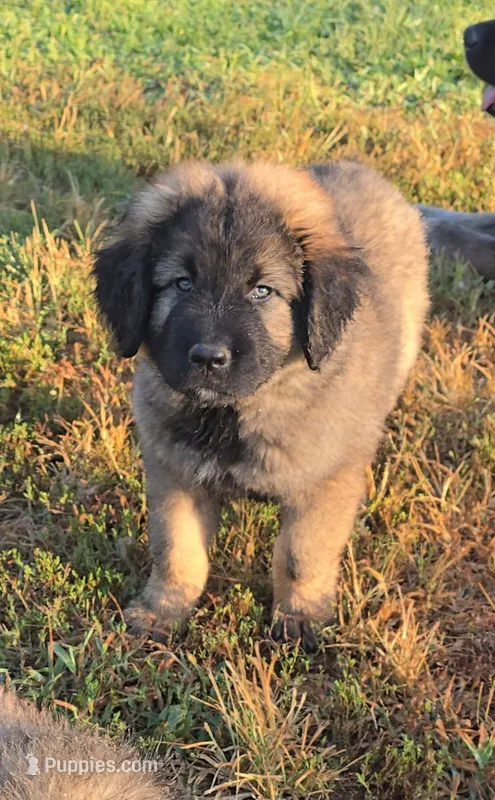 Caucasian shepherd puppy – Caucasian Ovcharka puppy for sale in Smithville, TN