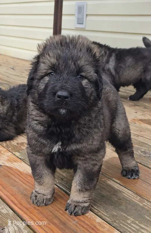 Caucasian shepherd puppy purple male – Caucasian Ovcharka puppy for sale in Smithville, TN