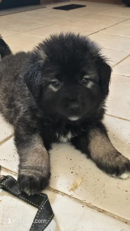 Caucasian shepherd pink female – Caucasian Ovcharka puppy for sale in Smithville, TN