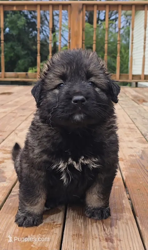 Caucasian shepherd pink female – Caucasian Ovcharka puppy for sale in Smithville, TN