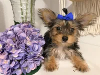 Mocha Latte, a male Yorkshire Terrier for sale in Fort Pierce, FL – Photo 4 of 10