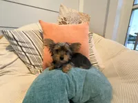 Teacup** Mocha Latte, a male Yorkshire Terrier for sale in Port Saint Lucie, FL – Photo 2 of 9