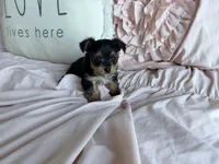 Mocha Latte, a male Yorkshire Terrier for sale in Fort Pierce, FL – Photo 4 of 8