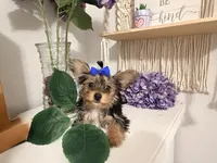 Mocha Latte, a male Yorkshire Terrier for sale in Fort Pierce, FL – Photo 2 of 10