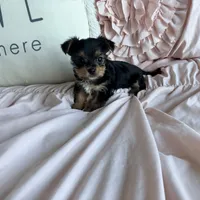 Mocha Latte, a male Yorkshire Terrier for sale in Fort Pierce, FL – Photo 9 of 10