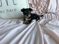 Mocha Latte, a male Yorkshire Terrier for sale in Fort Pierce, FL – Photo 1 of 8