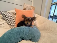 Teacup** Mocha Latte, a male Yorkshire Terrier for sale in Port Saint Lucie, FL – Photo 3 of 9
