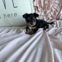 Mocha Latte, a male Yorkshire Terrier for sale in Fort Pierce, FL – Photo 10 of 10