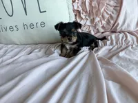 Mocha Latte, a male Yorkshire Terrier for sale in Fort Pierce, FL – Photo 3 of 8