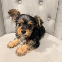 Mocha Latte, a male Yorkshire Terrier for sale in Fort Pierce, FL – Photo 8 of 10