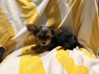 Mocha Latte, a male Yorkshire Terrier for sale in Fort Pierce, FL – Photo 6 of 10