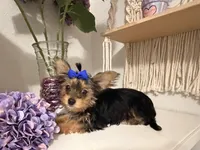 Mocha Latte, a male Yorkshire Terrier for sale in Fort Pierce, FL – Photo 3 of 10